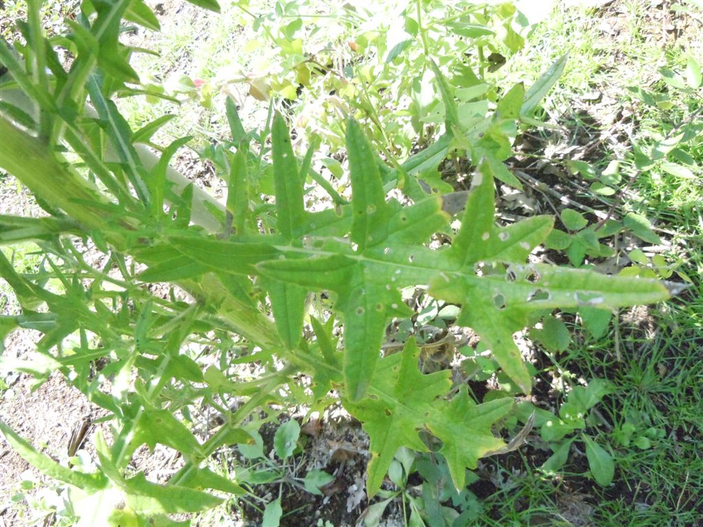 Cirsium vulgare